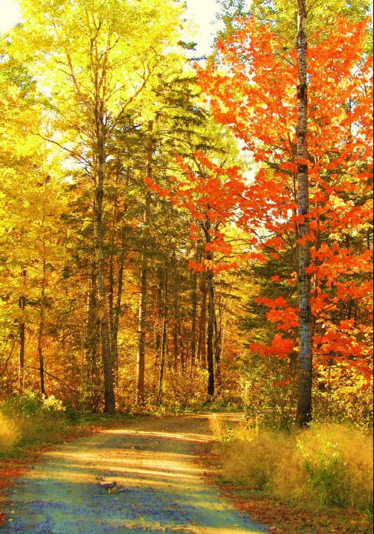 autumn, fall, trees-1676656.jpg